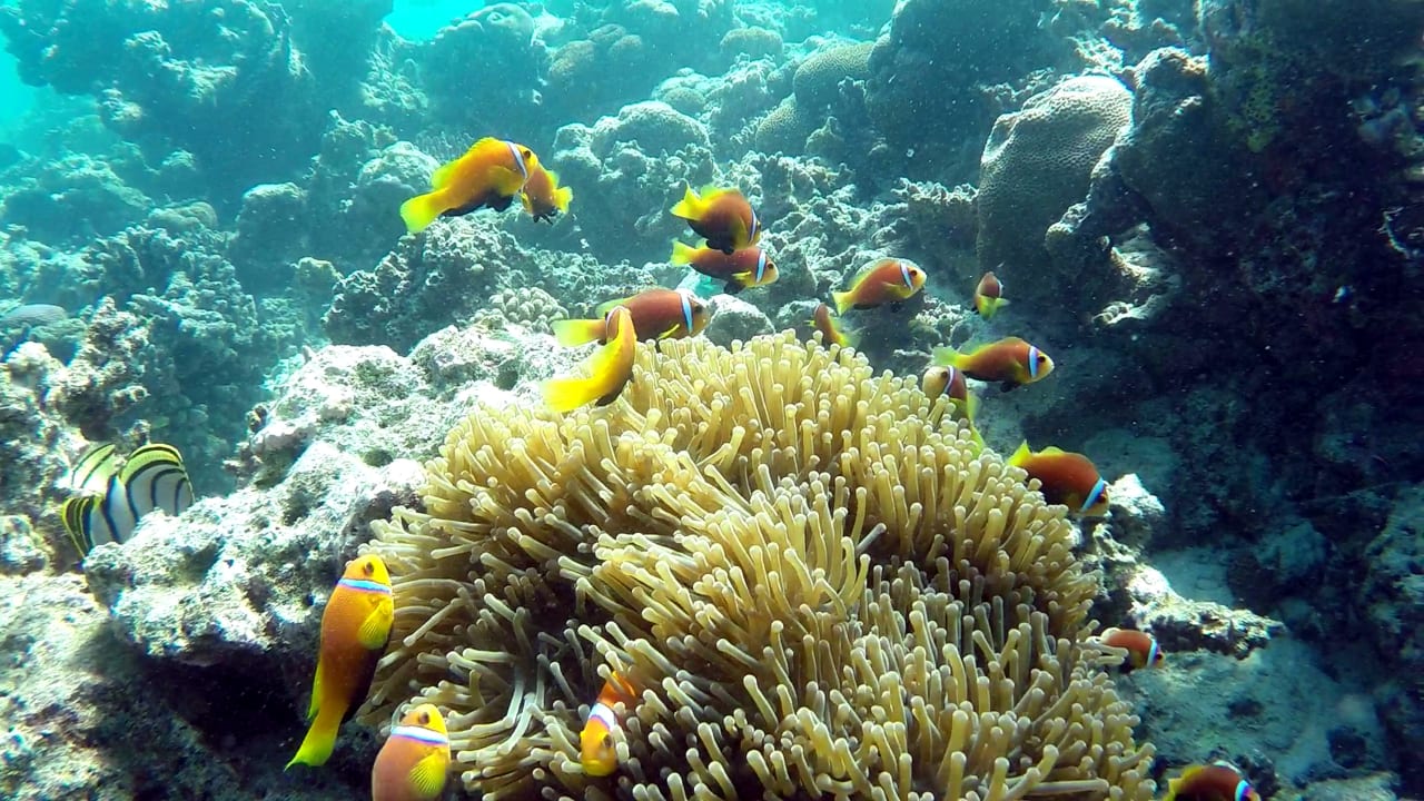 Sport & Freizeit Eri Maldives