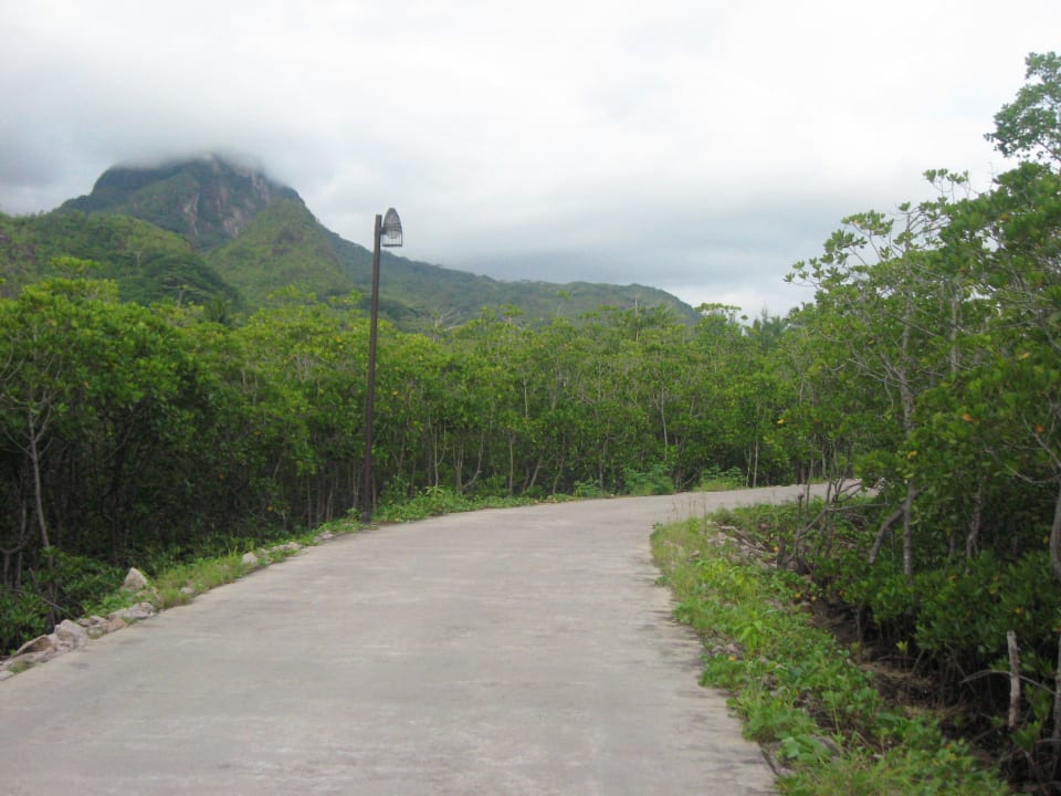Weg durch den Mangrovenwald Constance Ephelia