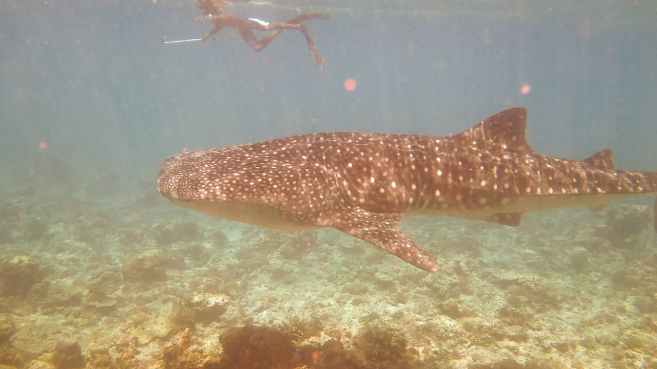 Walhai Machchafushi Island Resort & Spa Maldives, The Centara Collection