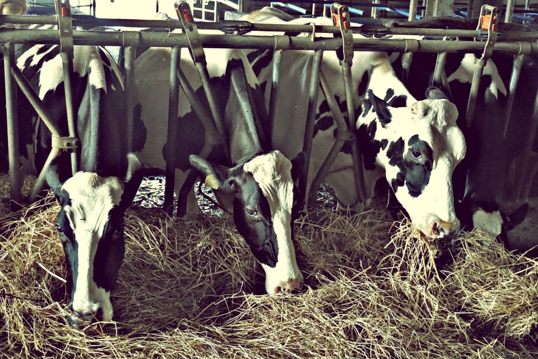 Sonstiges Villa Dafne