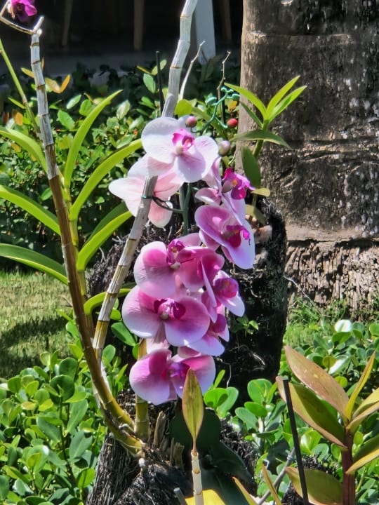Gartenanlage Iberostar Waves Punta Cana