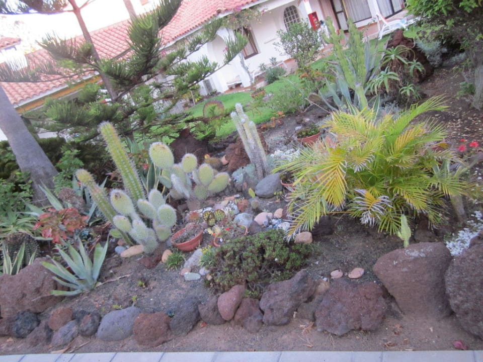 Kakteenbeet Sun Club Playa del Ingles
