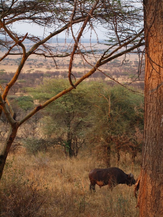 Ausblick in Serengeti mit Büffel Hotel Serengeti Sopa Lodge