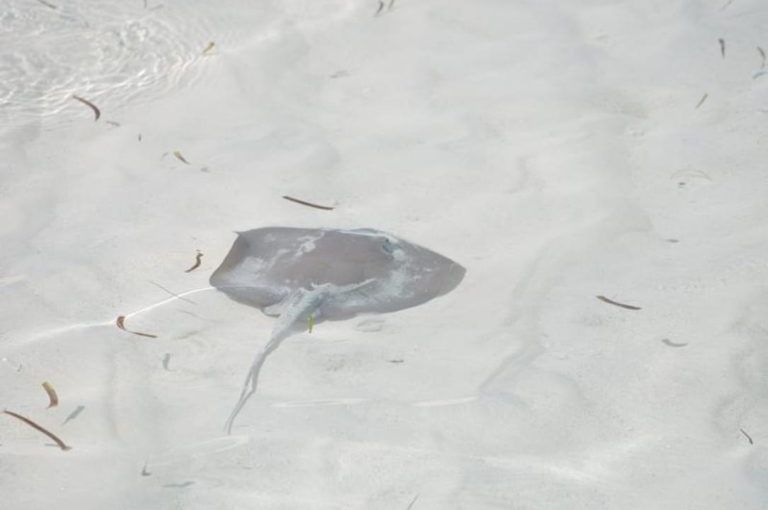 Rochen am Strand Meeru Maldives Resort Island