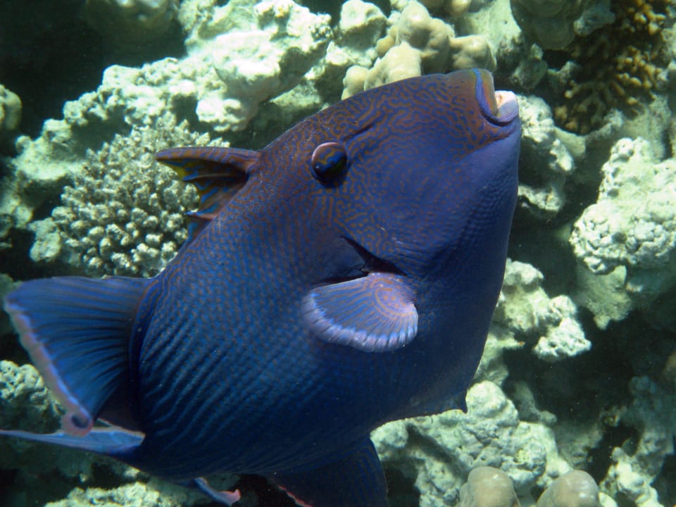 Schnorcheln im Grand Makadi Grand Makadi