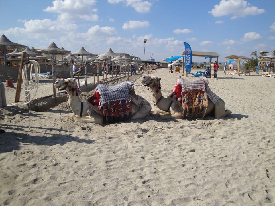 Strand Malikia Resort Abu Dabbab