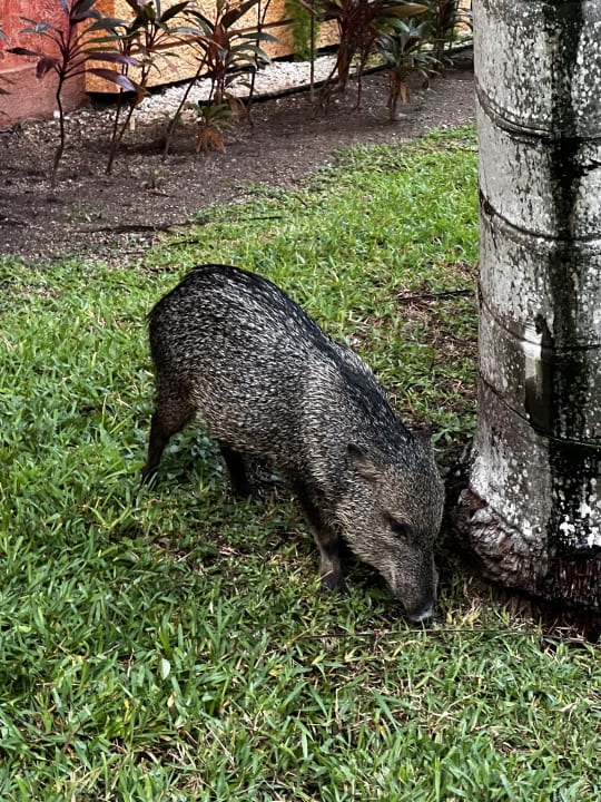 Gartenanlage Iberostar Waves Paraiso Beach