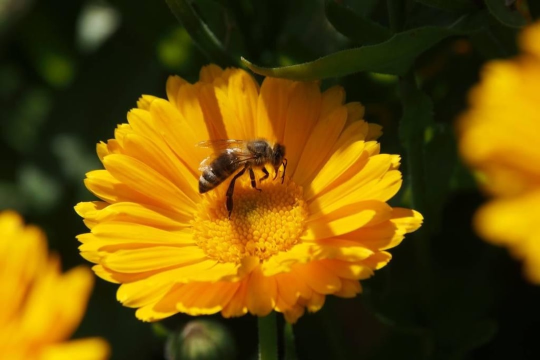 Garten Gästehaus Büchele