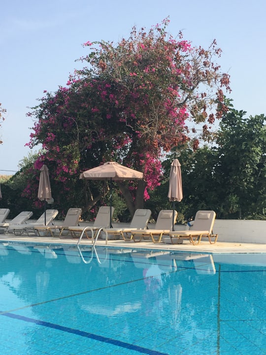 Pool Vasia Royal Hotel