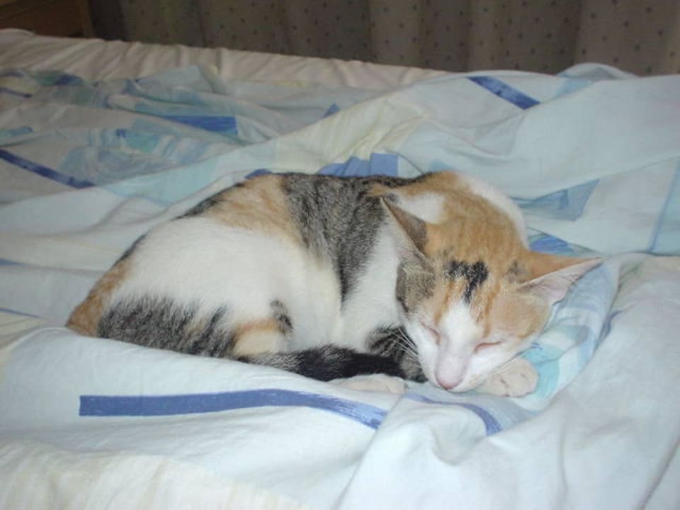 Ein Hausbesuch von einem Freund Hotel El Mouradi Djerba Menzel