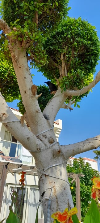 Gartenanlage Amarina Abu Soma Resort & Aquapark