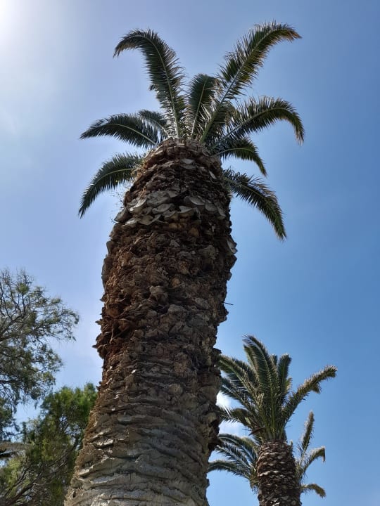 Gartenanlage Apollonia Beach Resort & Spa