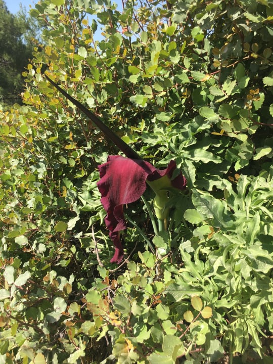 Sonstiges Rodos Princess Beach Hotel & Spa