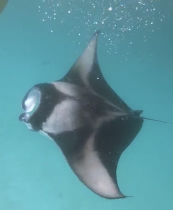 Sport & Freizeit Kihaa Maldives