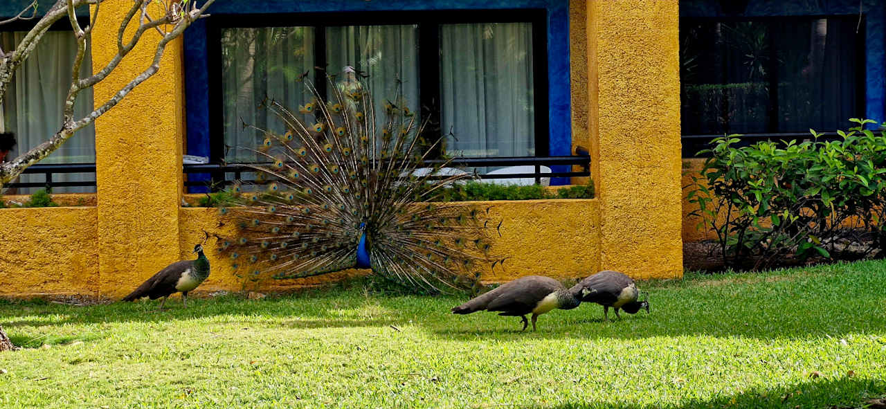 Gartenanlage Iberostar Waves Tucan