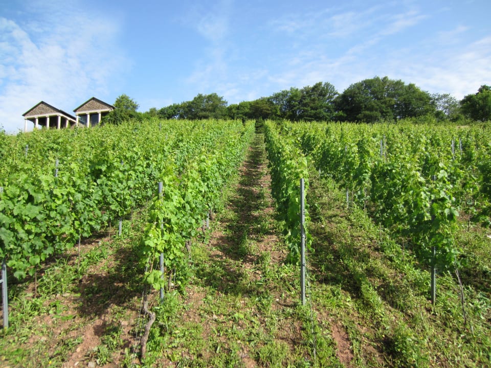 Weinberge Mosel  Hotel Moselterrasse Conzen