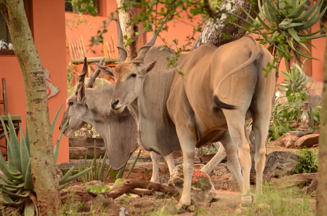 Gartenanlage Ohange Lodge