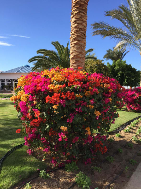 Gartenanlage Desert Rose