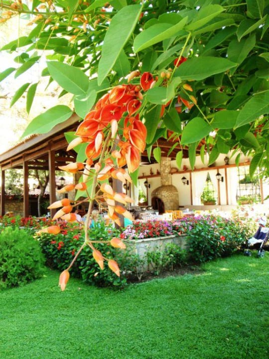 Wunderschöner Hotelgarten Barut Hemera