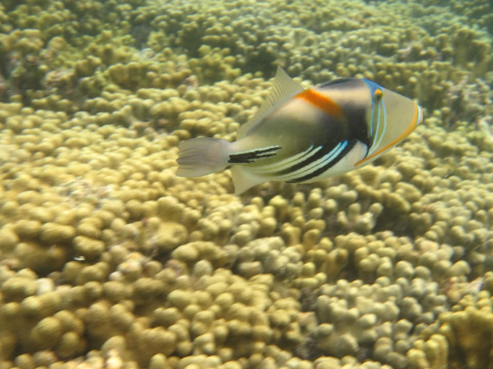 Fisch Adaaran Select Hudhuran Fushi - Premium All Inclusive