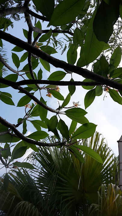 Gartenanlage Hotel The Cottage