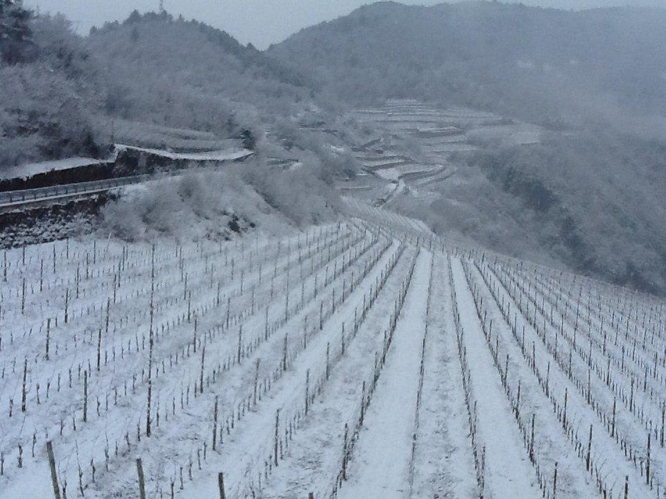 Blick in die Weinberge Maso Franch Gourmet und Relais