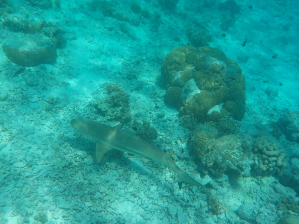 Sport & Freizeit Kuramathi Maldives