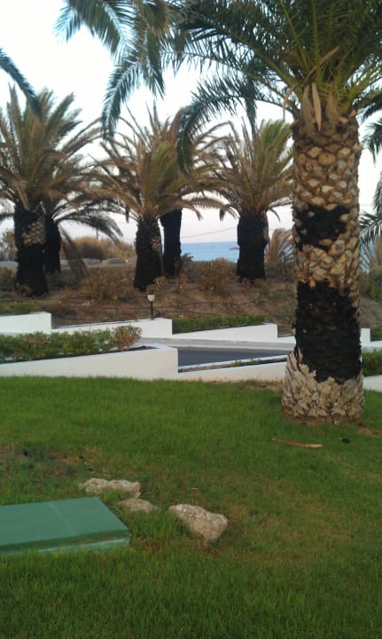 Verbrannte Palmen Lagas Aegean Village