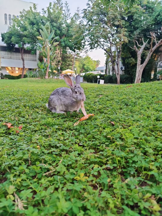 Gartenanlage Labranda Alantur Resort