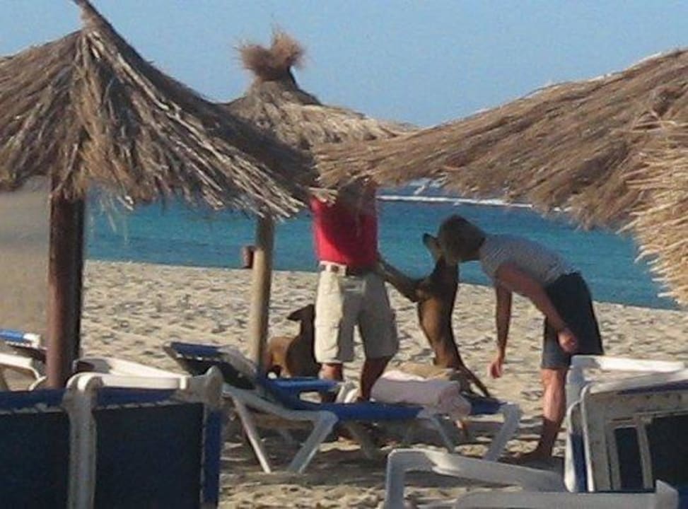 Zecken, Flöhe, Würmer und diverse Parasiten Hotel Riu Karamboa