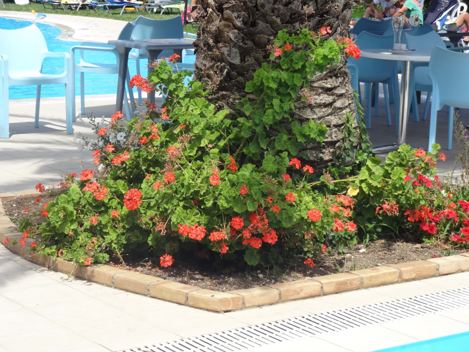Gartenanlage Elea Beach Hotel