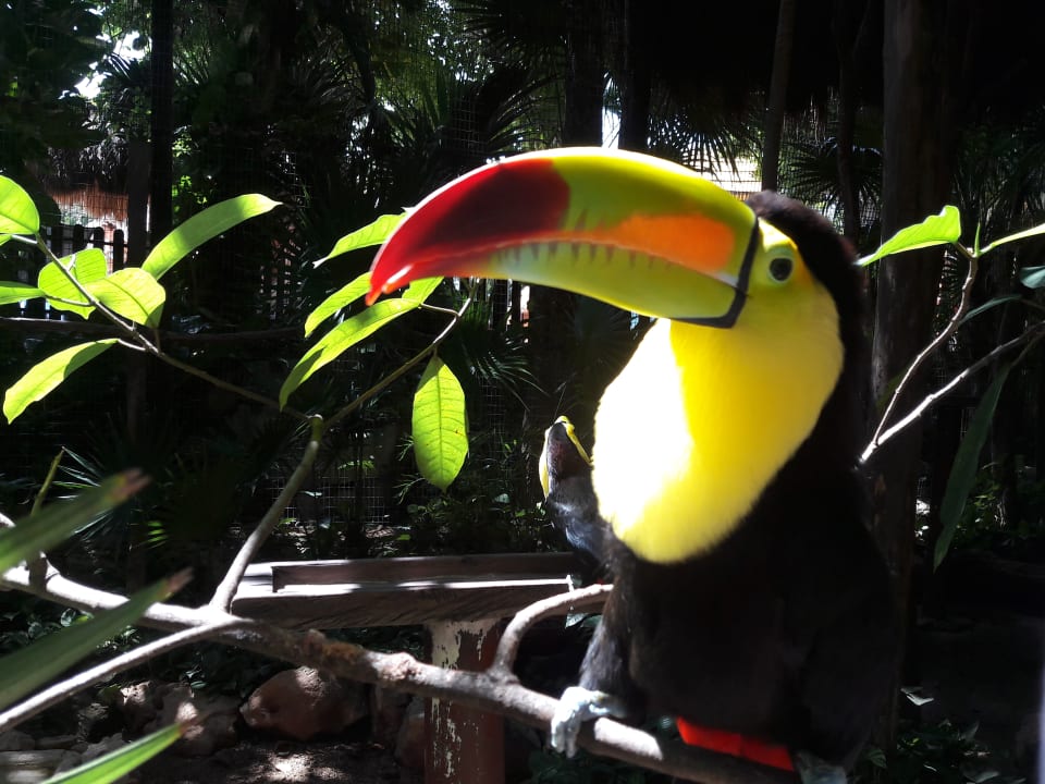Gartenanlage Iberostar Waves Tucan