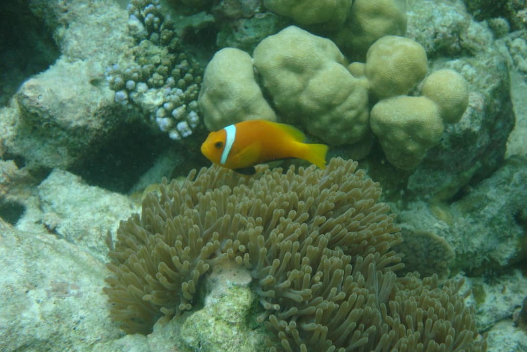 Malediven-Anemonenfisch Eri Maldives