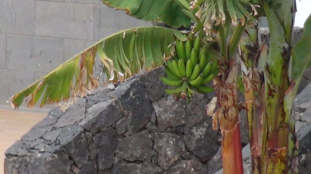Bananen Hotel Las Marismas de Corralejo