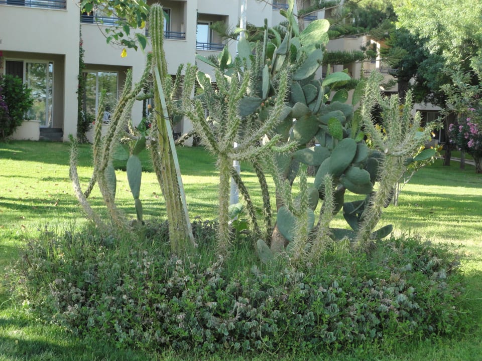 Kaktusse schön angelegt Labranda Alantur Resort