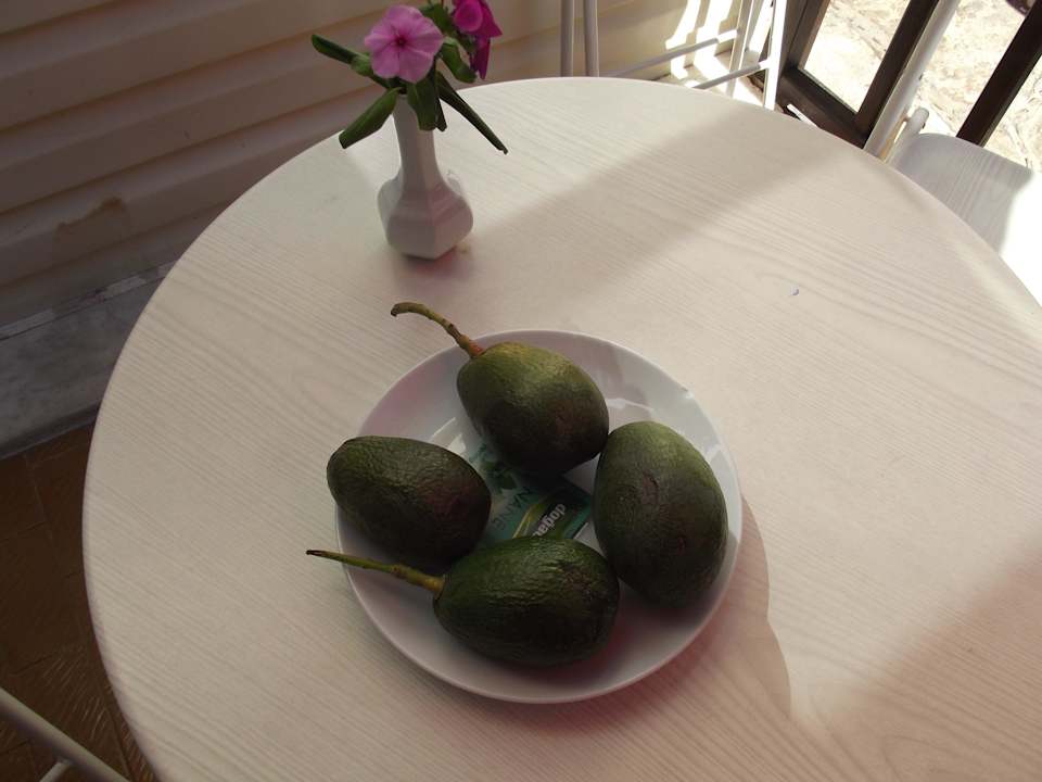 Avocados aus dem Hotelgarten Clover Magic Nova Beach
