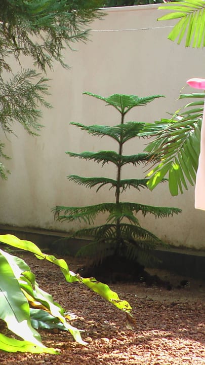 Kleiner Nadelbaum Sakura Hana Gästehaus