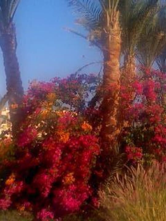 Dez. 2009 Pickalbatros Royal Moderna Resort-Sharm El Sheikh