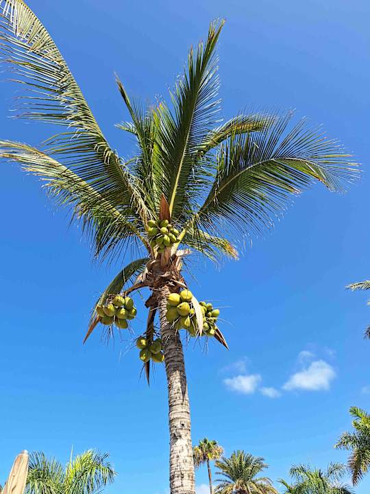 Gartenanlage Hotel Riu Palace Maspalomas Adults Only