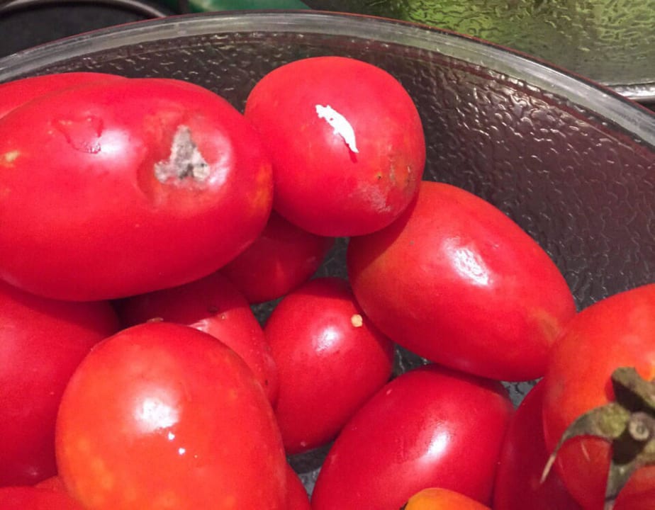 Verschimmelte Tomaten Titanic Beach Spa & Aqua Park