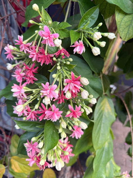 Gartenanlage Courtyard by Marriott Bali Nusa Dua