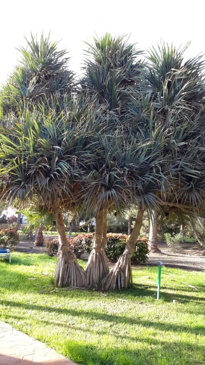 Gartenanlage Aldiana Club Fuerteventura