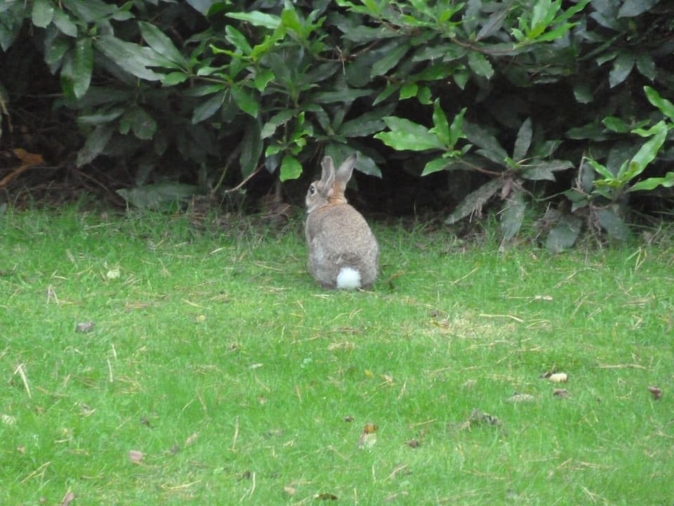 Kaninchen Center Parcs De Kempervennen