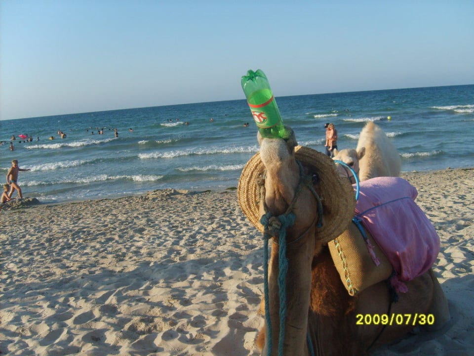 Das Stranddromedar hat wieder Durst! Djerba Sun Beach Hotel & Spa
