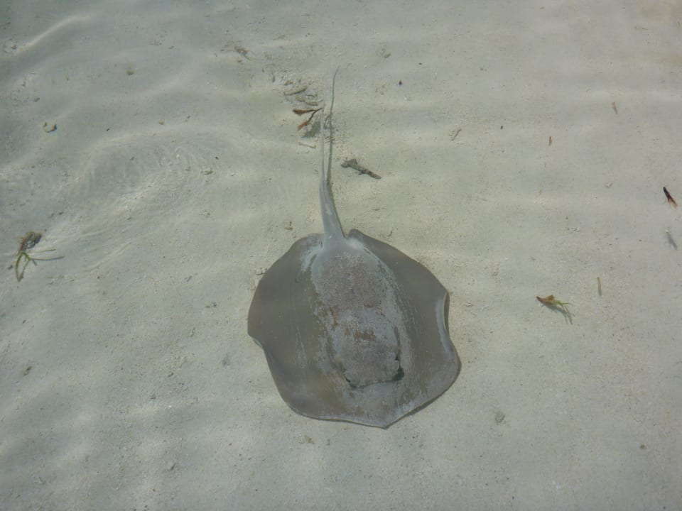 Auflösung Meeru Maldives Resort Island