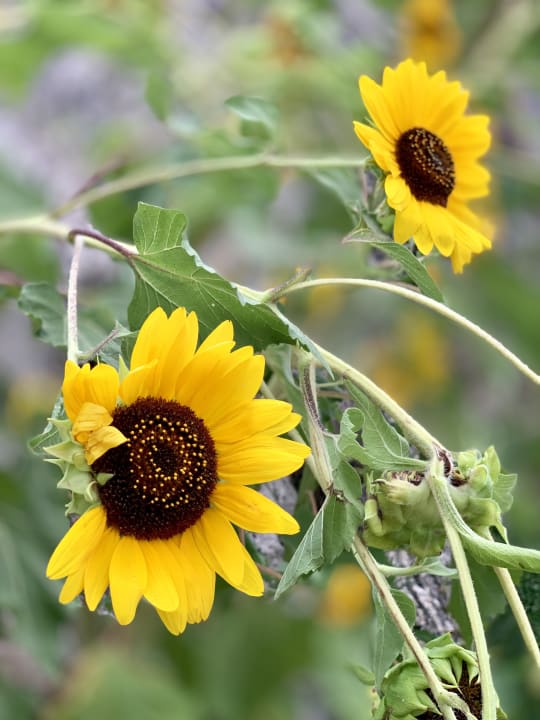 Gartenanlage Hotel Kalithea Horizon Royal