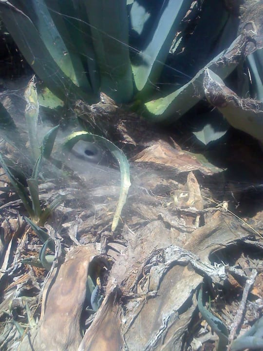 Trichternetzspinne? Hotel Hermes