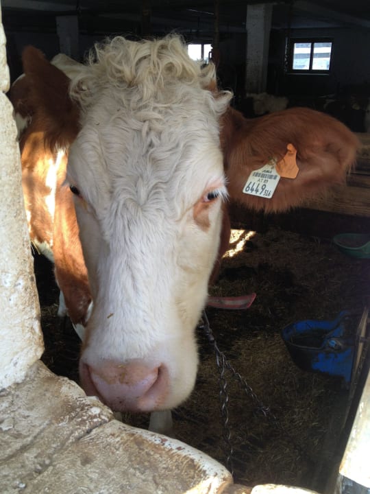 Kuh im Kuhstall Pension Maier Schiestlhof