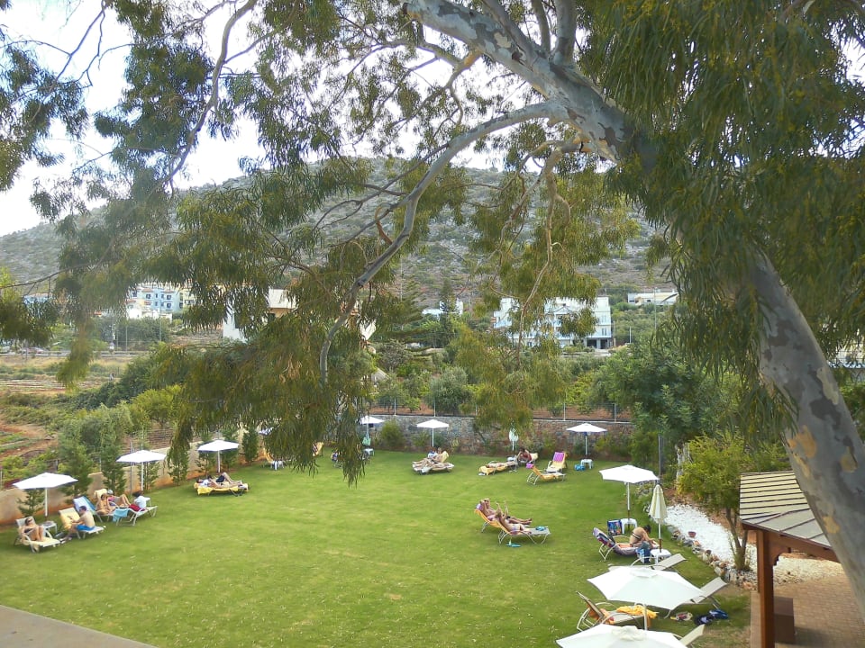 Liegewiese Cactus Royal