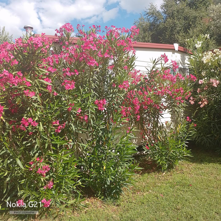 Sonstiges Oliva Camping - Maslinica Resort